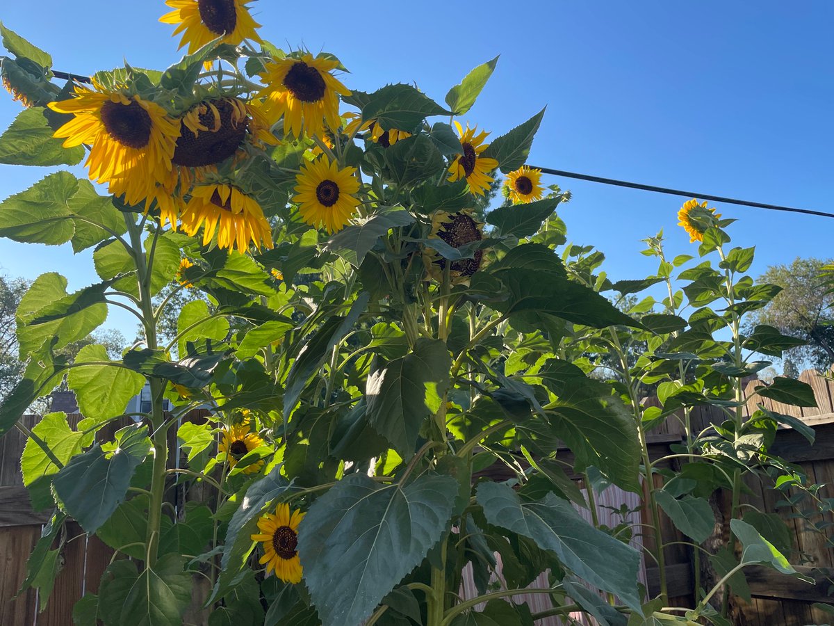 KendraDoyle1975's tweet photo. @iamlegacy23 Let’s all send some flowers online in her honor!
Gone but never forgotten Kiely 💔
🌻🌻🌻🌻🌻🌻🌻🌻🌻🌻🌻🌻 https://t.co/JzFlggXAZi