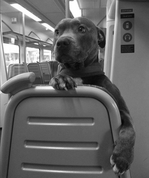 pedestrian's tweet photo. https://t.co/S6ihsY0TUk