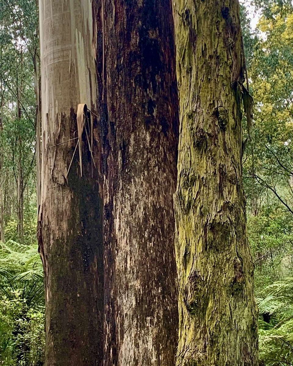 ninakillham's tweet photo. Did you know that stopping native logging now instead of waiting until 2030 would have the same effect of taking 730,000 cars off the road annually? Stop it now @DanielAndrewsMP #stopnativelogging #savethetrees #savetheplanet https://t.co/qrZaiXpkrj