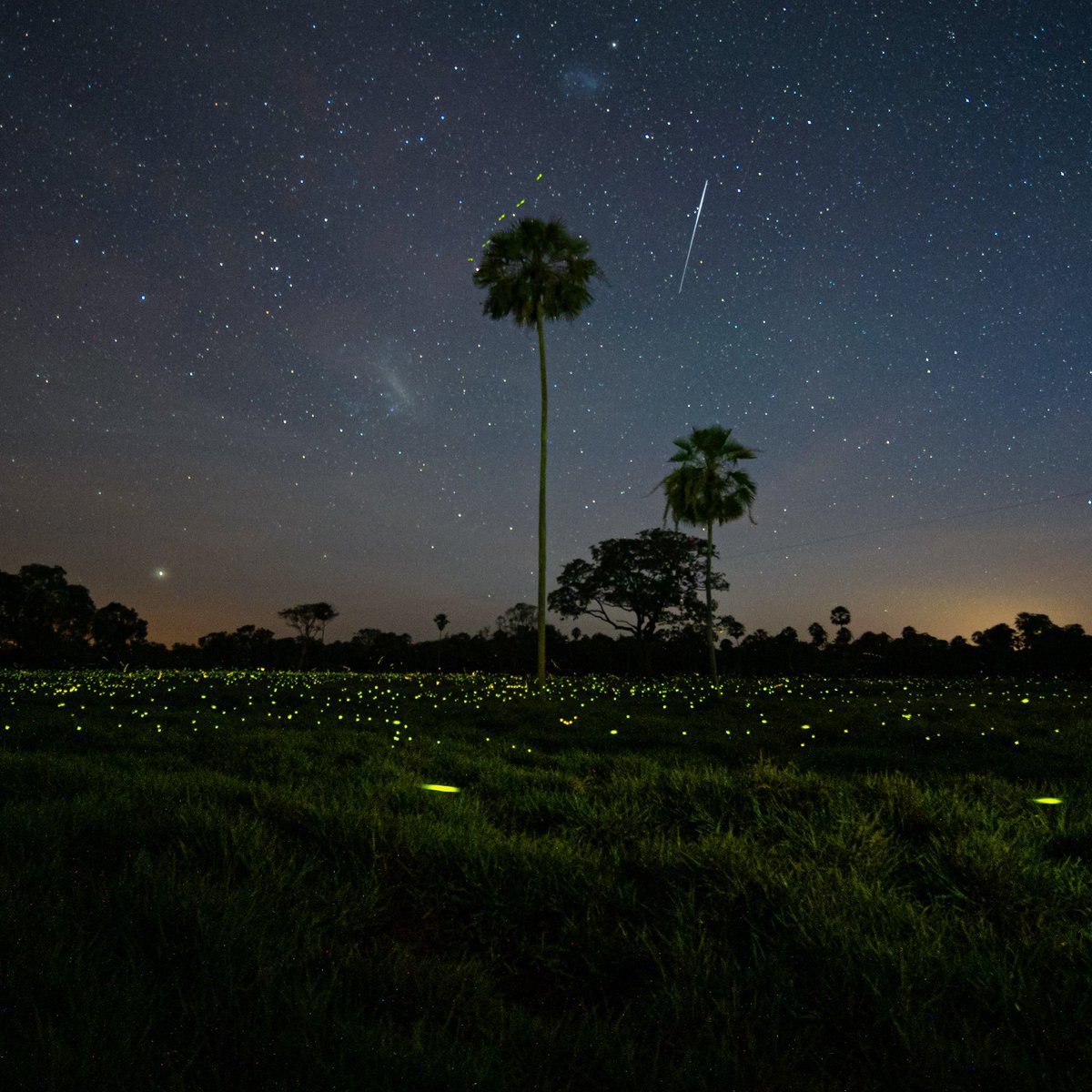 #Fireflies under star filled skies along the largest wetland on earth, #brazil’s #pantanal