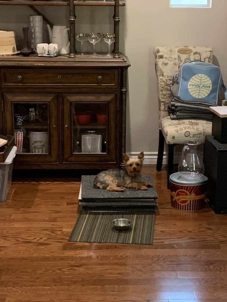 JonReed16's tweet photo. @florsquares we have found your new product model! Our dog Spike! https://t.co/SILcZN83KV
