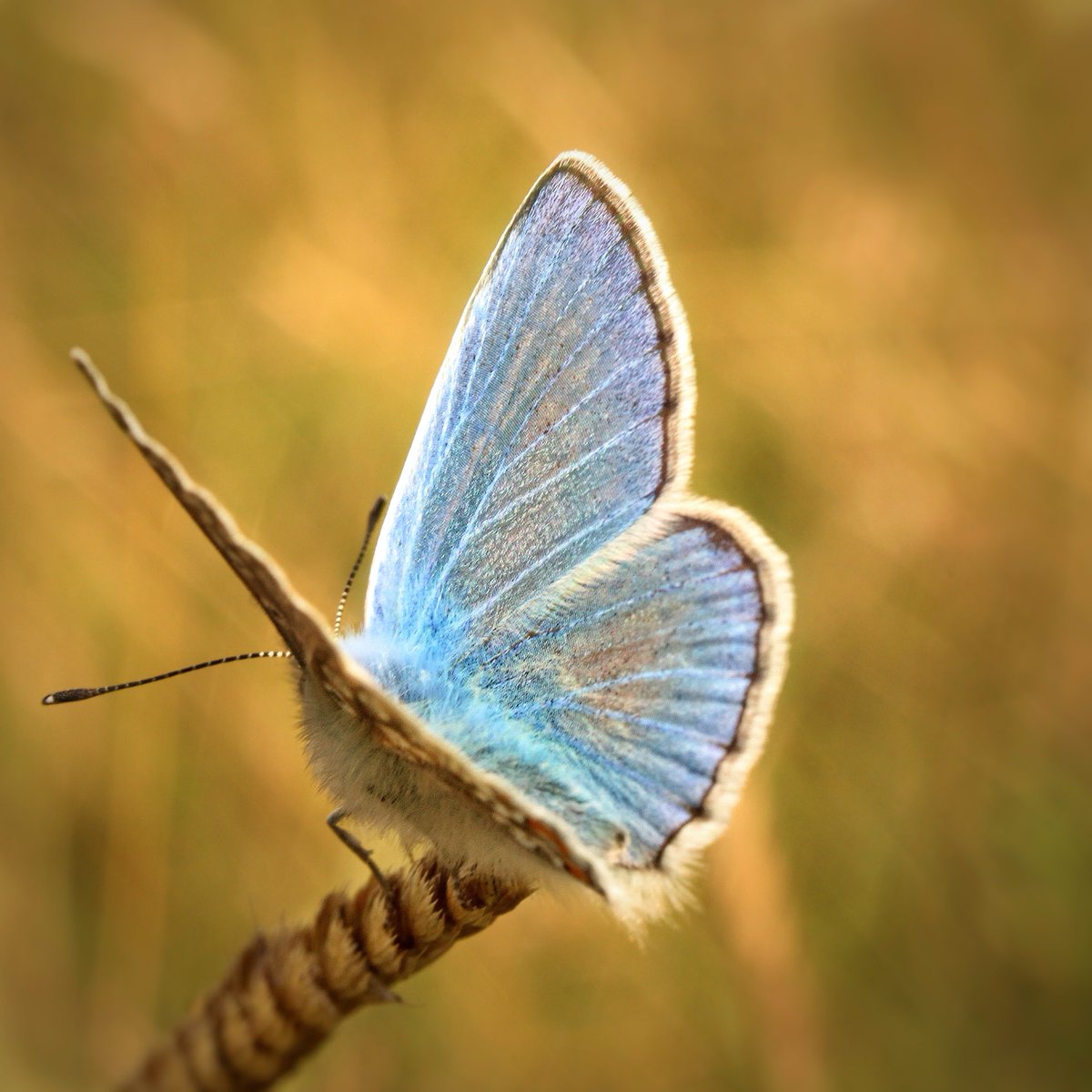 Good night 🦋 #TuesdayBlue #thephotohour #macro #canon #MacroRetweetTuesday #TwitterNatureCommunity #blue #butterfly #naturelovers