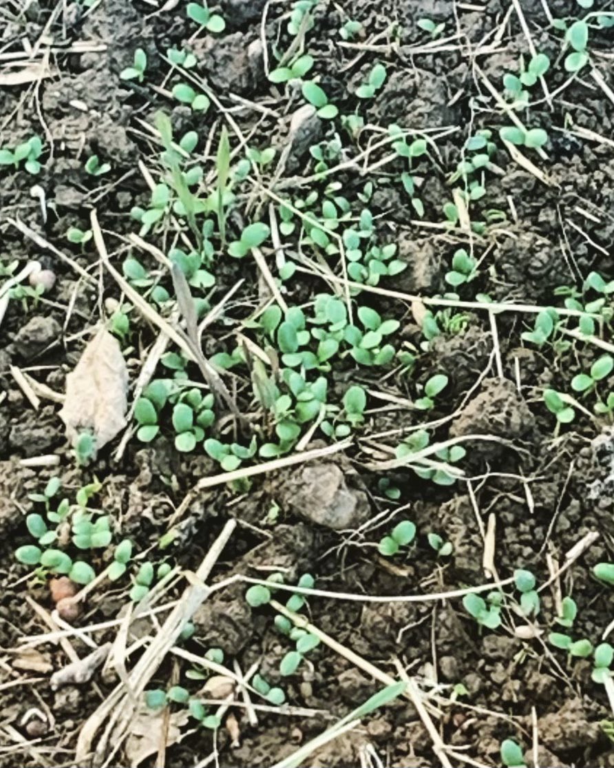 hess4125's tweet photo. We planted oats, clover and winter rye.  Seven day later, some rain and we have sprouts. #covercrops https://t.co/ZW5kxRE13n