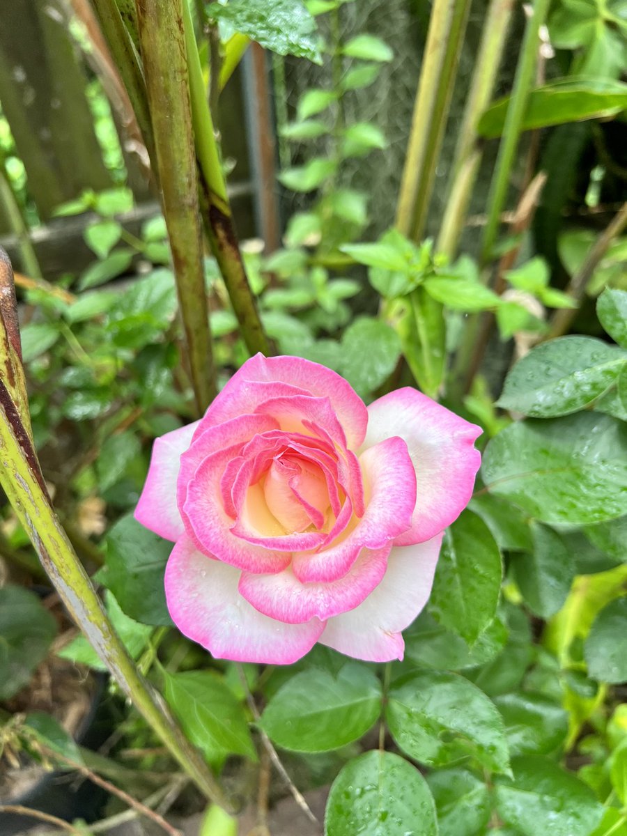 SonjahStanley's tweet image. From my very own garden in the tropics #rose #delicateflower #Jamaica #TuesdayScenes #flowerpower #athingofbeauty @jahmekyagyal