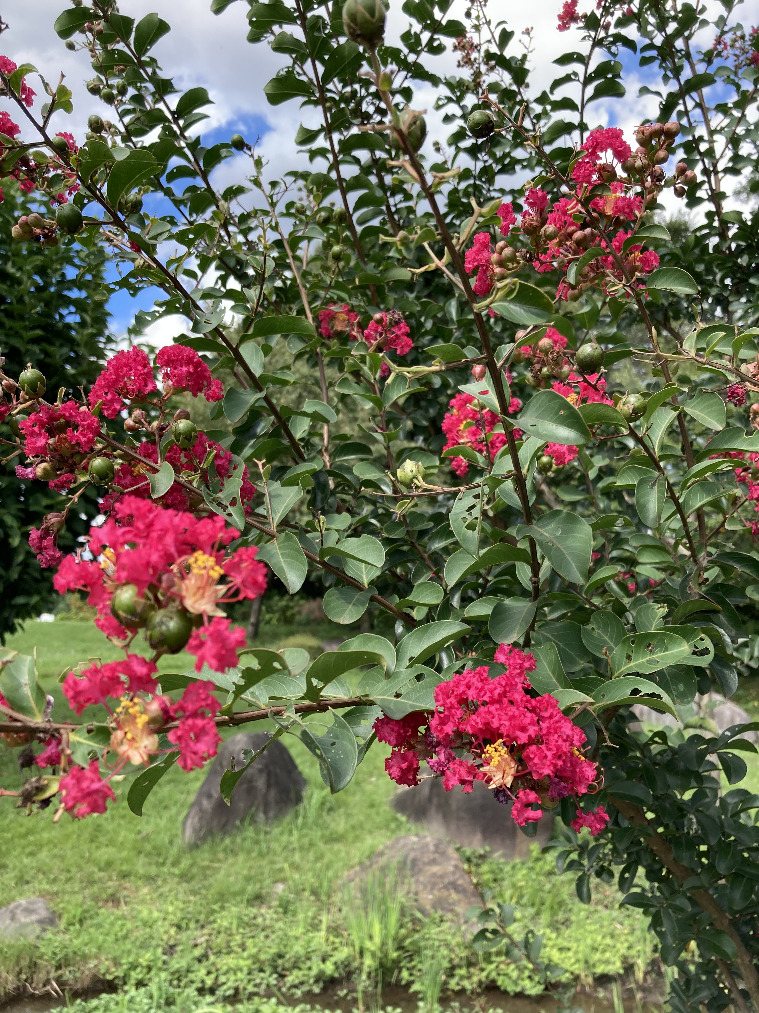 サルスベリの実 Twitter Search Twitter