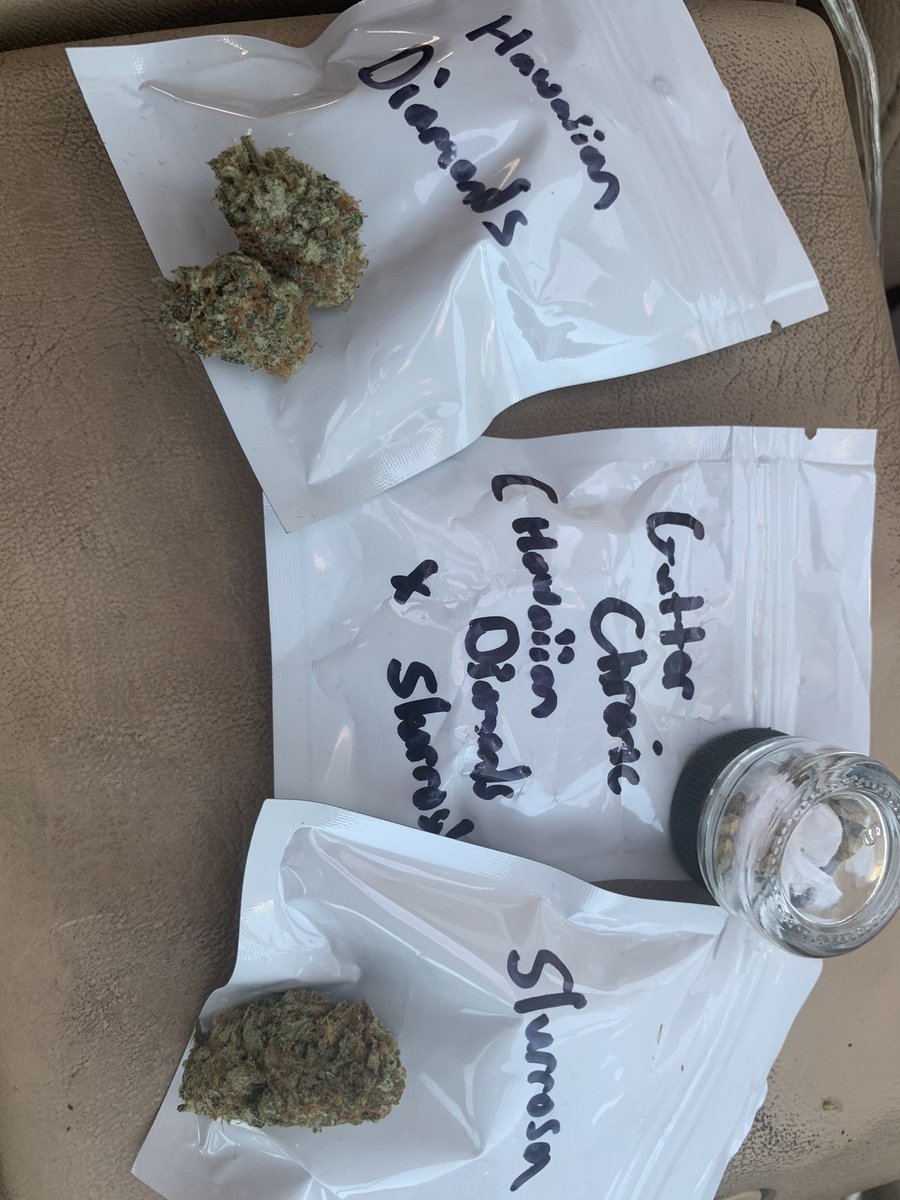 lilchronicccc's tweet photo. trying out some samples of the “H.D.” & the “Slurrrosa” which are the parent strains to my strain “Gutter Chronic” that’s otw! S/O my brother @PaperRouteDank 🔥🌱💨 very excited for the IP we’re building together on this!📈 putting these seeds in the vault😼 #Gang #GutterChronic https://t.co/4q2rDnadFv