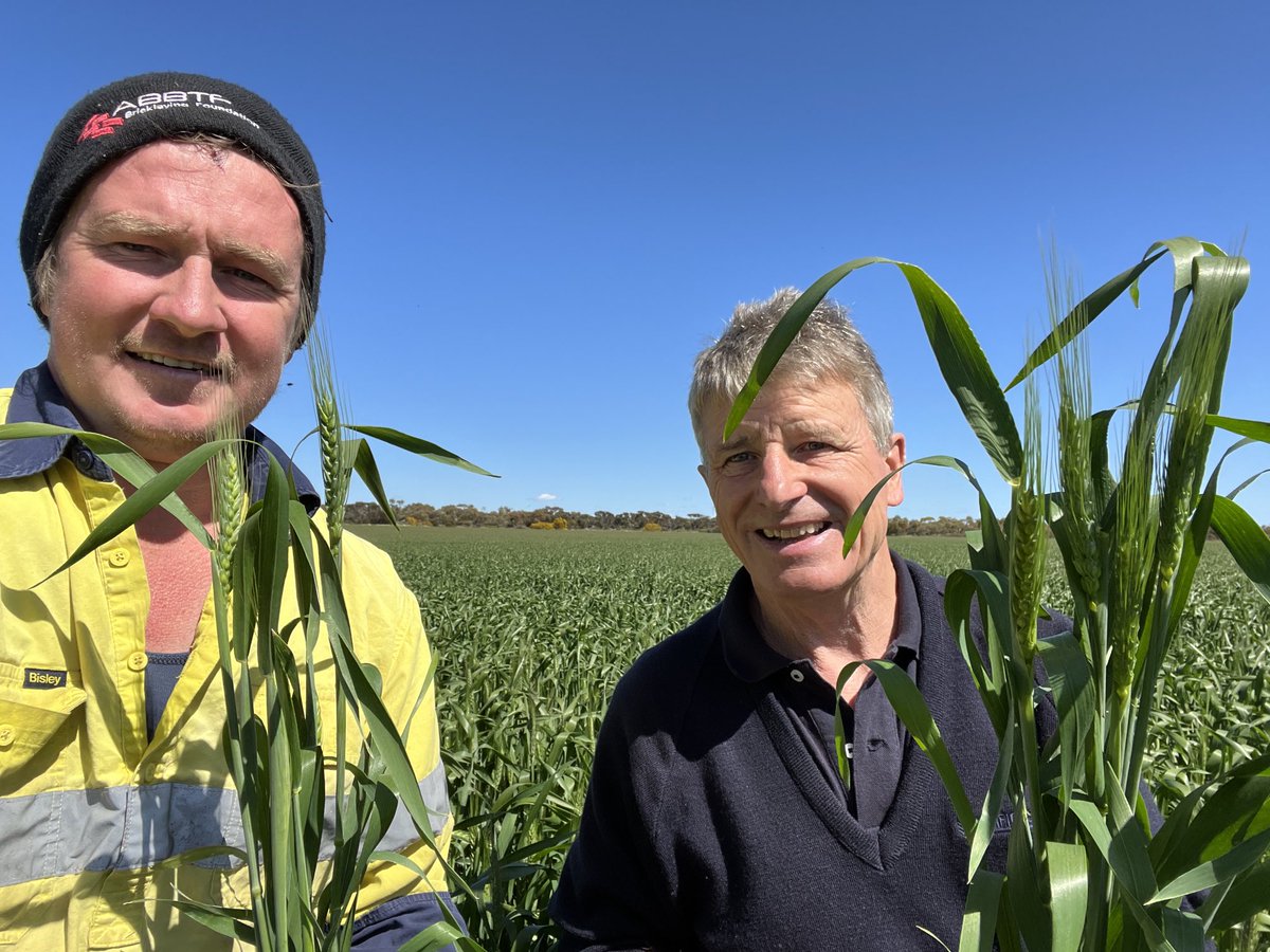Crops look magnificent in Midwest like this production crop of LRPB Anvil near mingenew which is a new quick AH Clearfield Wheat with segment leading yield and grain quality get the full story here pacificseeds.com.au/wp-content/upl… #Anvilwheat ⁦@scott_sydenham