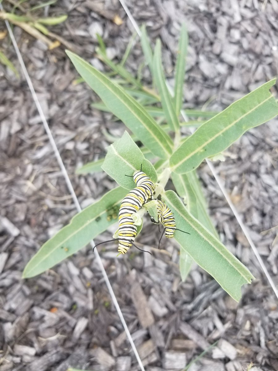 SciPierce's tweet photo. Monarch caterpillars #monarchwatch @TheCreekMCMS https://t.co/a0mc4RS2C2