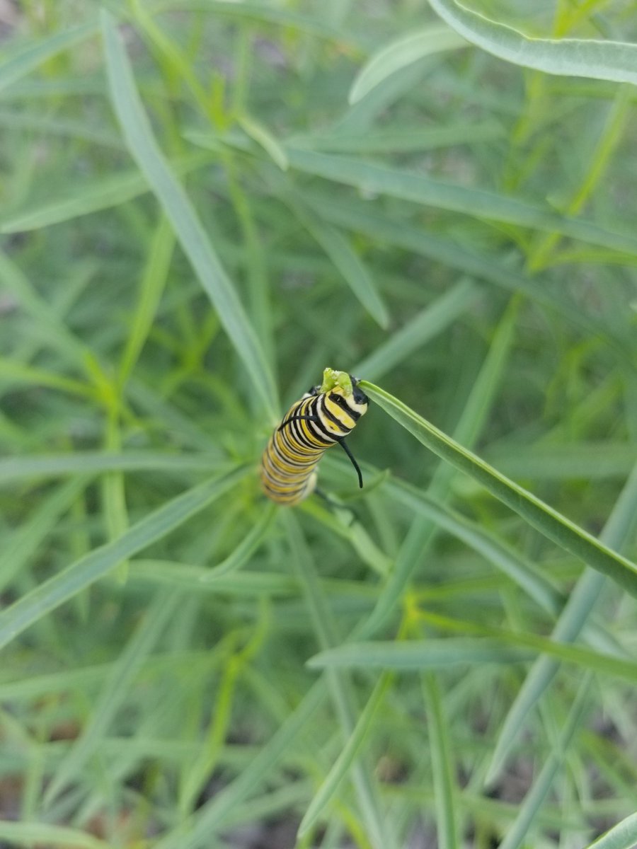 SciPierce's tweet photo. Monarch caterpillars #monarchwatch @TheCreekMCMS https://t.co/a0mc4RS2C2
