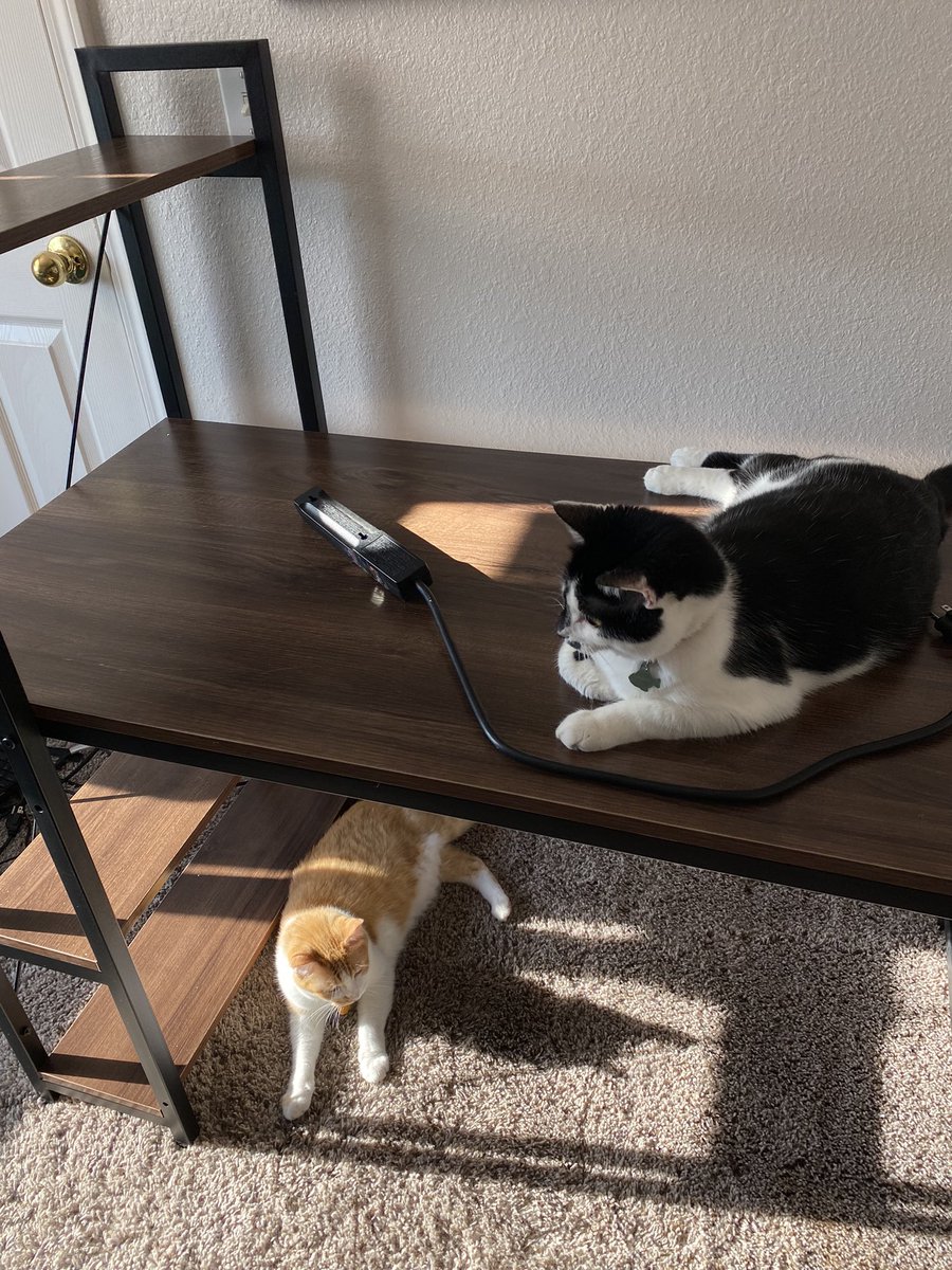 VetosTweetos's tweet photo. demonstranting, many use’s of dadys new desk’s https://t.co/10AITcHogx
