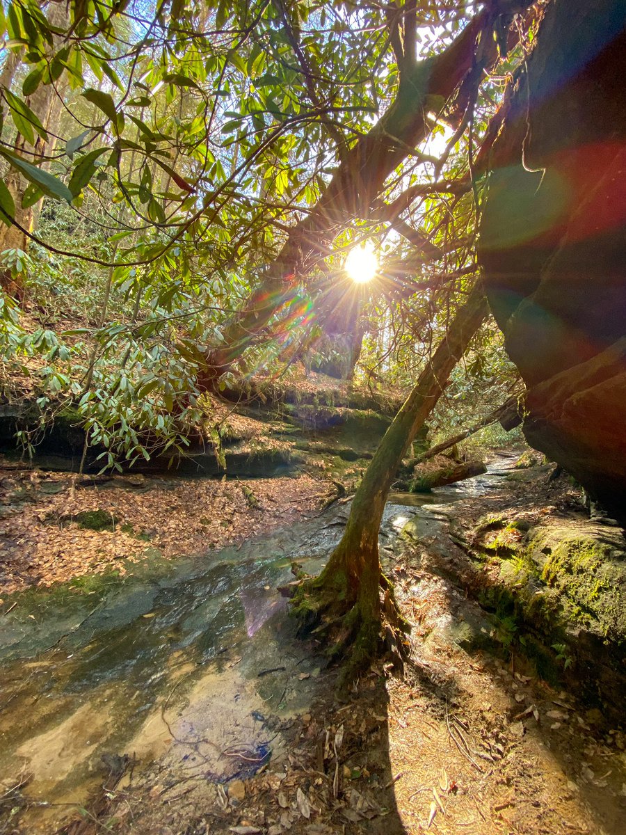 📍Swift Camp Creek Trail 
•
#rrg #redrivergorge 
<a href="/thekywildlands/">The Kentucky Wildlands</a>
