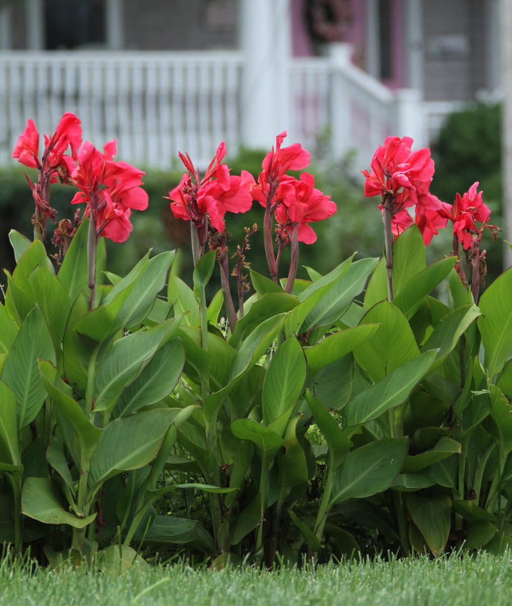 Blooming Now: Canna Pink Magic. A strong-growing canna that will quickly reach a height of 2 to 3 feet. It's broad, glossy leaves and coral pink flowers add a tropical look to flowerbeds and large containers. A great choice for planting a living fence or visual screen.