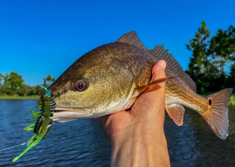 chasebaits's tweet photo. 🚨The 95mm Standard weight #FlickPrawns are back in STOCK!!🚨 🎣@jwhite850
⬇️Link Below⬇️
🔗https://t.co/es7Z4Hydpc
#InspiredByTheChase #Chasebaits #NativePrawn #JellyPrawn #TigerPrawn #PinkDevil #Crystal #Banana #FlickPrawn #Prawns #Lure #Fishing #ChasebaitsUSA #ShrimpBait https://t.co/xlXRzypsgt