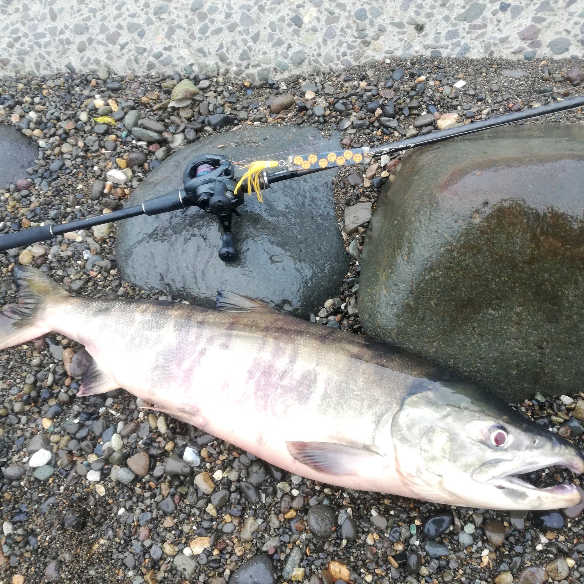 道東 釣り 情報 ギブミーフイッシュ Makoto946 Twitter