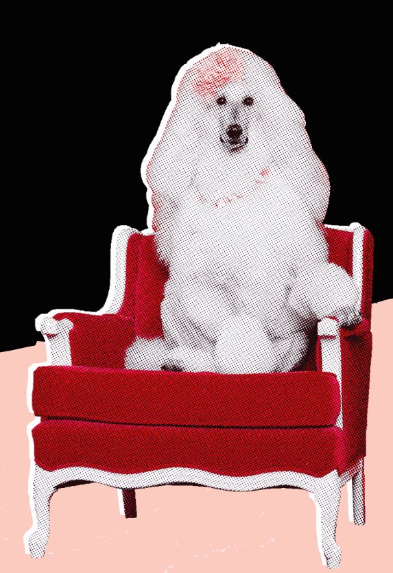OfSolitarius's tweet photo. ||. Like, don't get me wrong, thank you for the picture of a poodle sitting on a chair but why does the home page/feed not exist? https://t.co/PfmMz34wtC