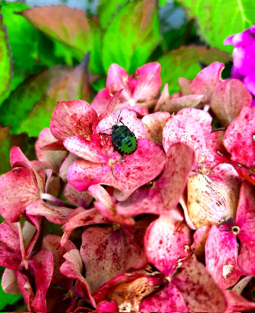 19Sunflowers's tweet photo. #FSCfinds #myphotographs #NaturePhotography #nature
#ShieldBugs
I adore Shieldbugs ♡ https://t.co/Mw1CApkK7b