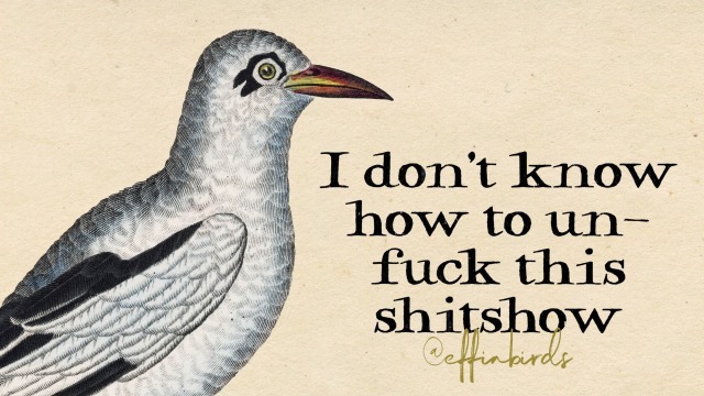 Effin' Birds tweet media