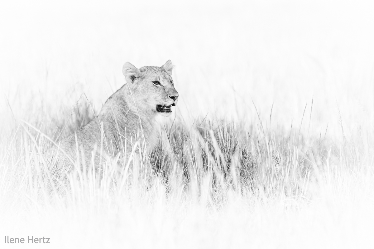 ilenehertz's tweet photo. Try as I might, I could not take my eyes off this lioness hiding in plain sight.  Nothing prepared me for the beauty of Kenya's wild. #MaasaiMara #Kenya #wildlifephotography #NaturePhotography https://t.co/cFhfEOqrmD