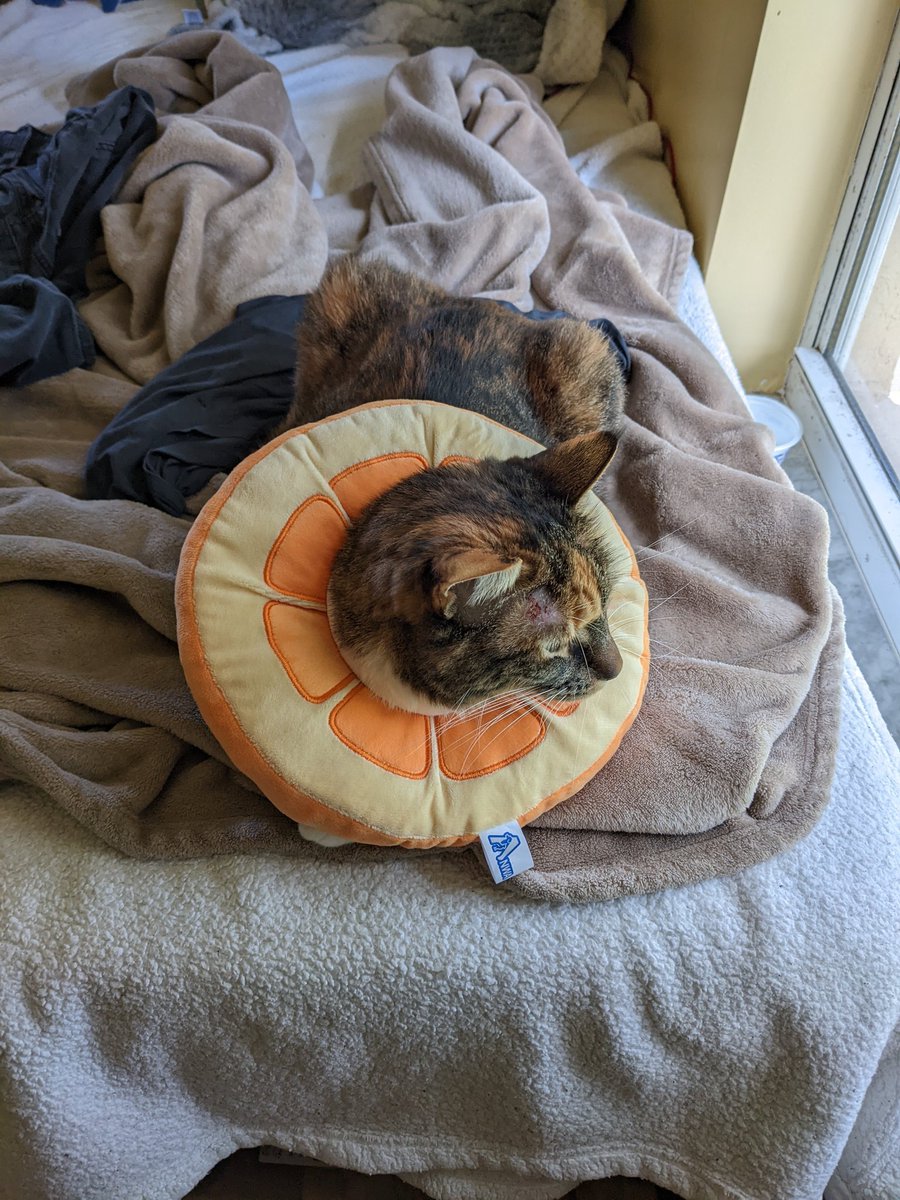 _pparanoidd's tweet photo. @hyunniesan Incase you do need a cone, i wanted to share the one i bought my cat :) got it from Amazon, and it was comfortable for her, she could eat comfortably and sleep comfortably too. I recommend it over the plastic ones 🙏🏻 i hope your cat feels better soon, and i hope you do too ❤️ https://t.co/1xrXSpv309