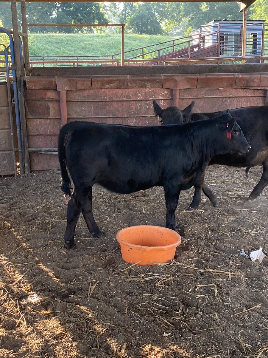 groves_chase's tweet photo. My son (who’s 5) name her spider-man so we call her spidey. He’s getting excited for county fair, AYE, and state fair. He’s feeling big like sister now that he has his very own heifer! https://t.co/4XtJNzyXdc