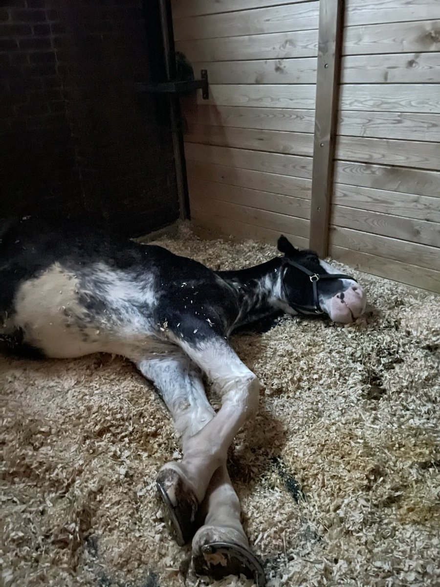 TPSMounted's tweet image. That well deserved afternoon nap….#PHSaunders #naptime #workhard #resthard #policehorse #torontomounted