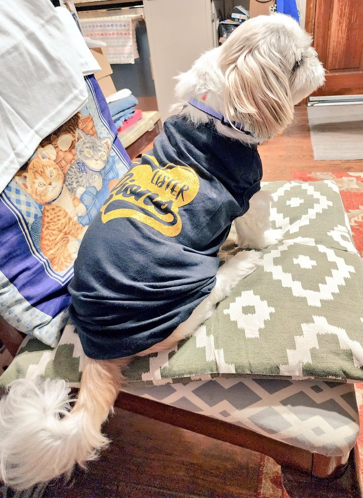 Miss S (@miss_s_learns) on Twitter photo Why yes I did make my dog a spirit shirt for my school. 100% worth it. Can't wait to bring him up to school! <a href="/Lister_Lions/">Vernal Lister Elementary</a> #theGISDeffect #GarlandUSA #bethelight #Buzzisthelight #thecutethingsBuzzdoes #dogmom #crazydoglady #ilovemydog Why yes I did make my dog a spirit shirt for my school. 100% worth it. Can't wait to bring him up to school! <a href="/Lister_Lions/">Vernal Lister Elementary</a> #theGISDeffect #GarlandUSA #bethelight #Buzzisthelight #thecutethingsBuzzdoes #dogmom #crazydoglady #ilovemydog