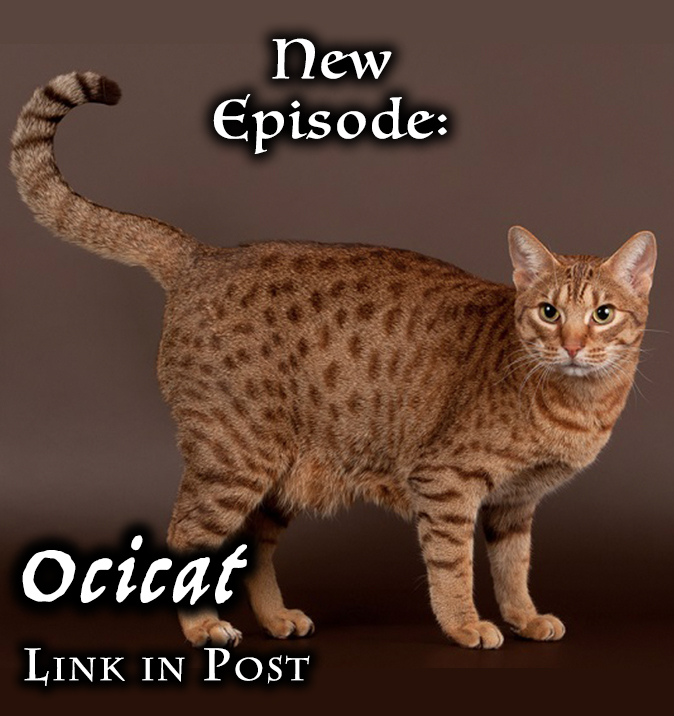 KittenKPod's tweet photo. https://t.co/GsP4wQVeLm

The #Ocicat is popular for its wild look and tame personality - but the breed almost ended as soon as it began. We'll go over its colorful history, information on coat colors and patterns, and a lot more. #podcastlift #podcast #catsoftwitter #kitty https://t.co/qKBiRQrpB6
