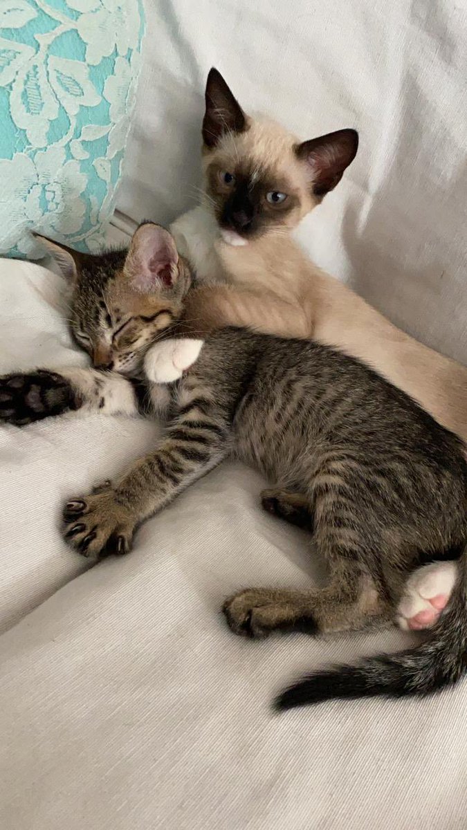 project paused, we are out of operation.🤕

see you in the future🤝✅ 

Bye