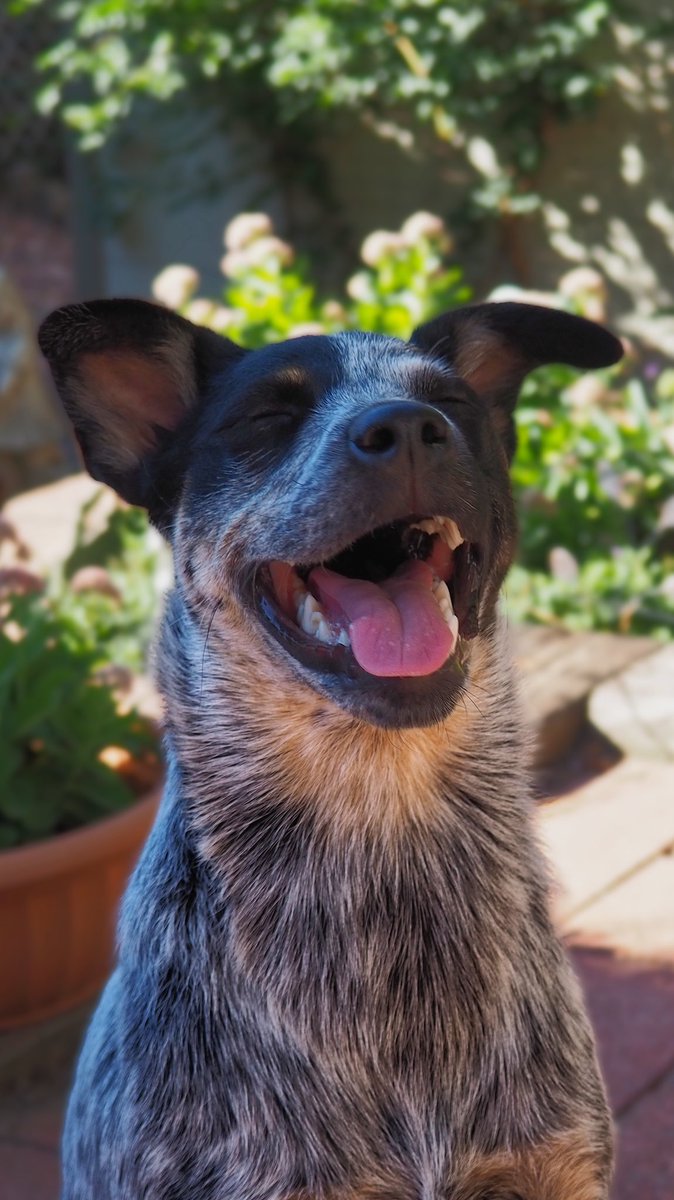 FutureRyan6's tweet image. Happiest pup on earth🥰