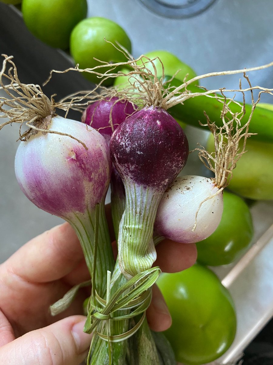 BioNutricion's tweet photo. Las cebollitas no se despeinan.
Las cebollitas: …
#decídete #nutriciónreal #gentereal #autocuidado #autocuidadoconsciente #selflove #radicalselflove #nodieta #todoscabemos #comerico #comenormal #comeconatención #soysuficiente #mindfulness #mindful #mindfulliving #mindfulne https://t.co/6Fr3b2sahG