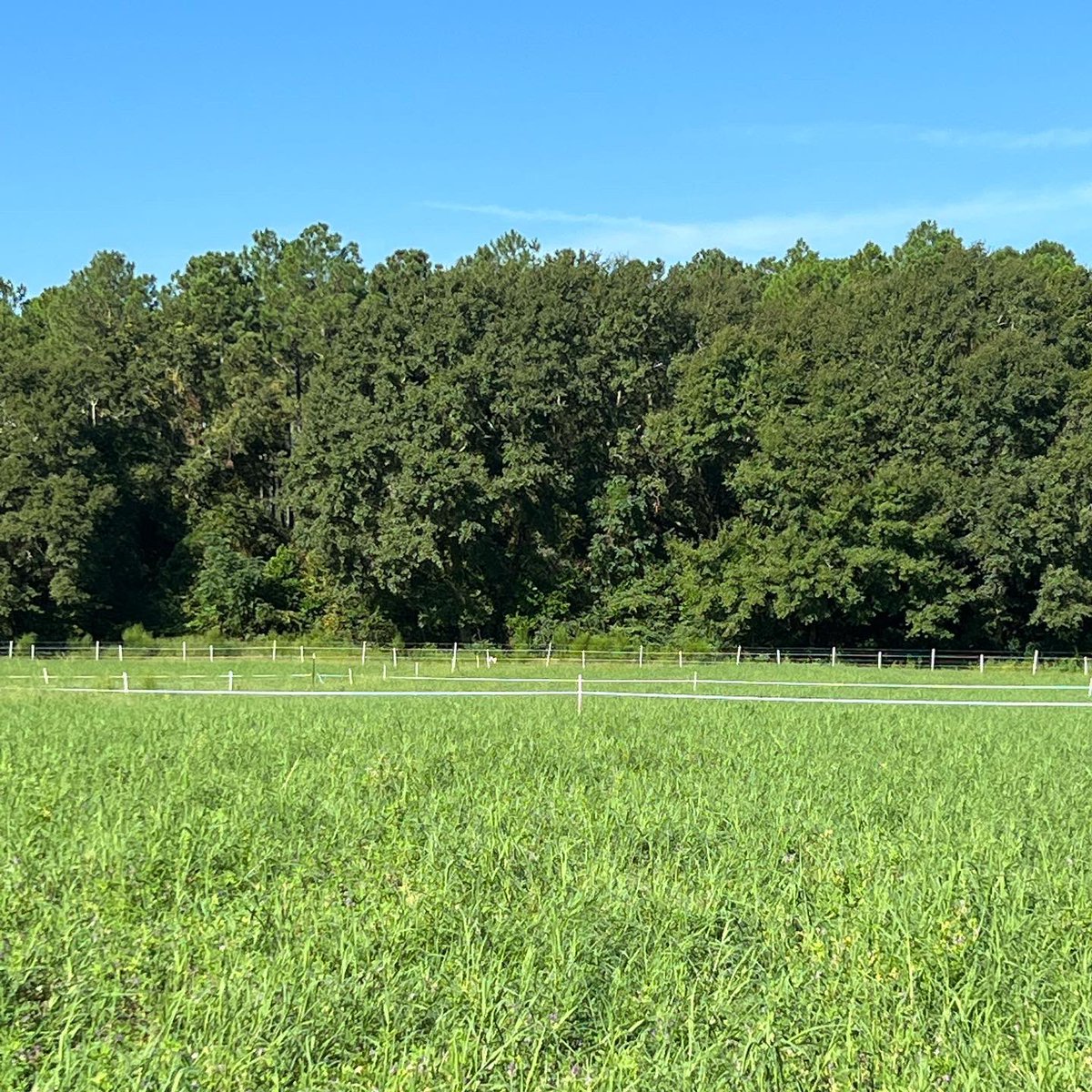 DrJJTuga's tweet photo. Fence is going up… waterers have been placed… reels are rolling… stockers have arrived… must be almost grazing time!!! #UGABeef #BetterGrazingProgram #AlfalfaBermudagrass https://t.co/Tbpxb0dglS