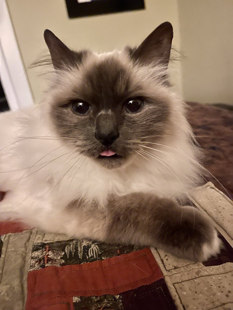 First official tongue blep from Raylan Mittens! #celebratingmilestones #CatsOfTwitter #cats #CatsOnTwitter #tongueblepTuesday