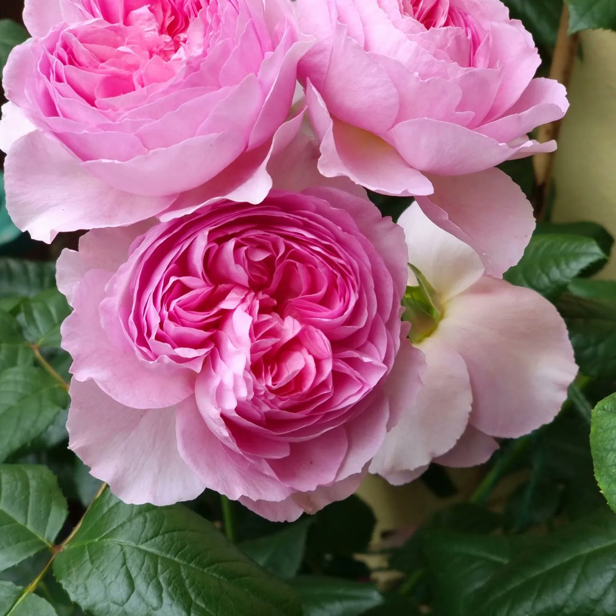 katherineLlewe2's tweet photo. @DAustinRoses the ancient mariner is one of my favourite David Austin roses. It's incredibly beautiful with a beautiful fragrance and puts on show. https://t.co/MihgZ3n9sc