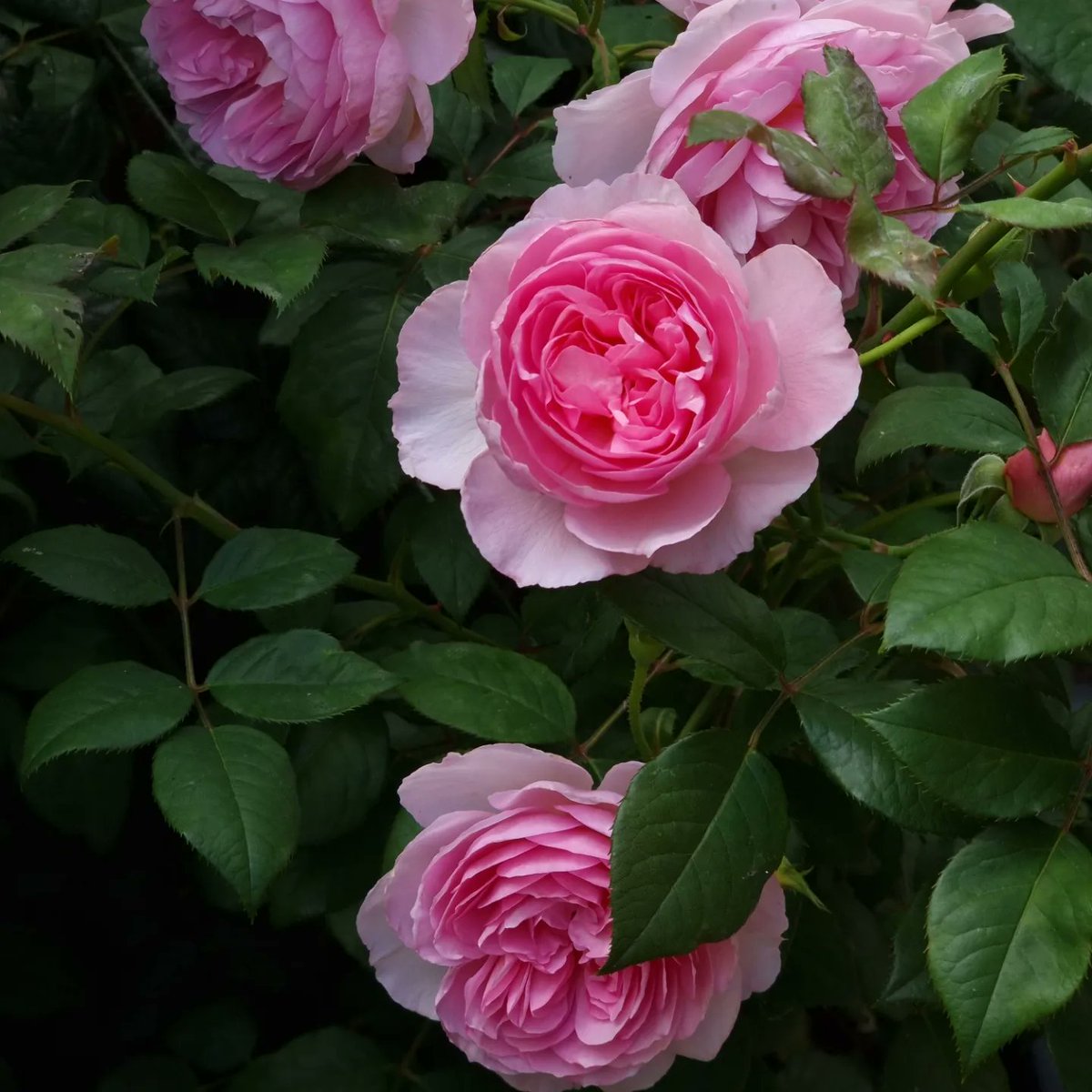 katherineLlewe2's tweet photo. @DAustinRoses the ancient mariner is one of my favourite David Austin roses. It's incredibly beautiful with a beautiful fragrance and puts on show. https://t.co/MihgZ3n9sc