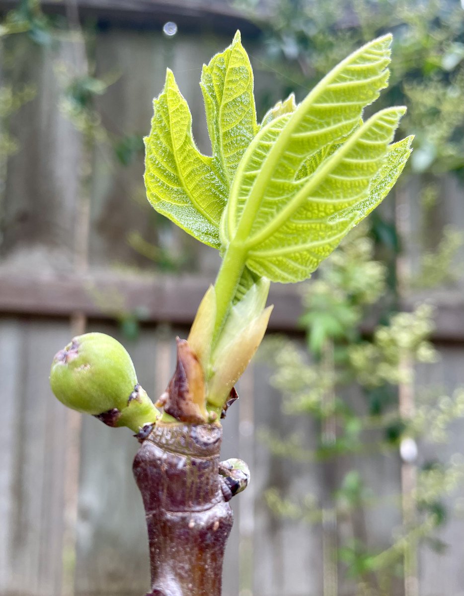 There’s nothing like getting home after 4 days to find that Spring has arrived in the garden. Bring on #FigFest #GardeningTwitter 
Oh, my family are also still here which is nice.
