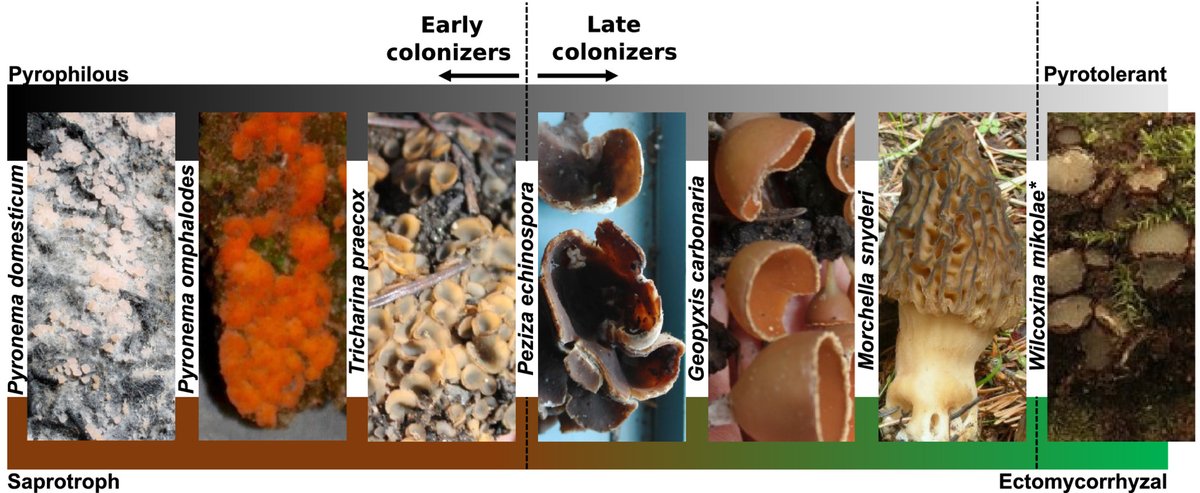 Diversity of genomic adaptations to the post-fire environment in Pezizales fungi points to crosstalk between charcoal tolerance and sexual development @MycoCosm; @MonikaSFischer; @TraxLab; @BHenrissat ow.ly/pQnz50KBh0S