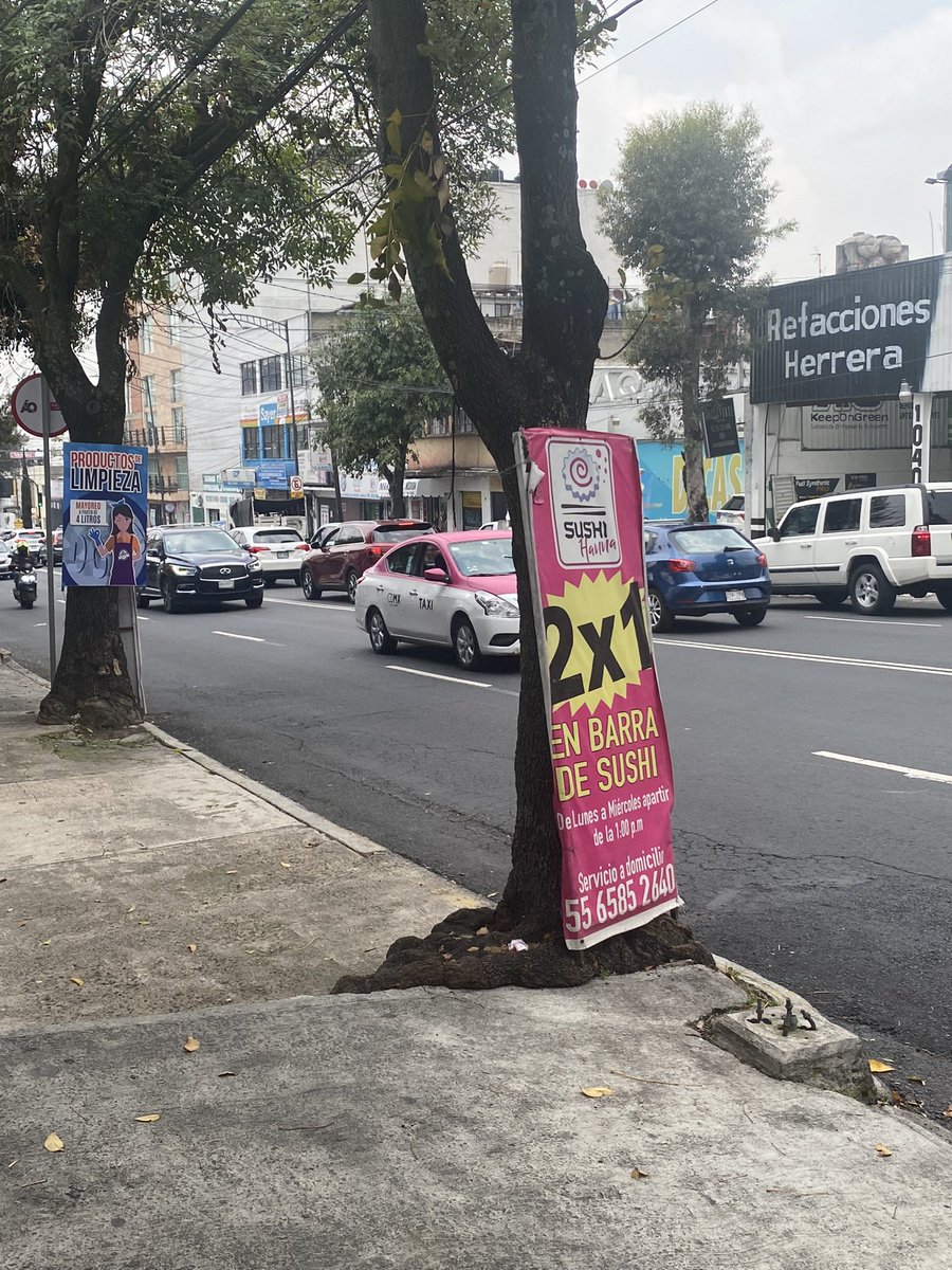 dandannava's tweet photo. Qué pasó publicidad en árboles y aparte ya pusieron una varilla con cemento muy mal esto en @LasAguilasCDMX @PAOTmx  @AlcaldiaAO @marianarmyt  si se seca este árbol ya sabemos por qué. https://t.co/eRRogNArBi