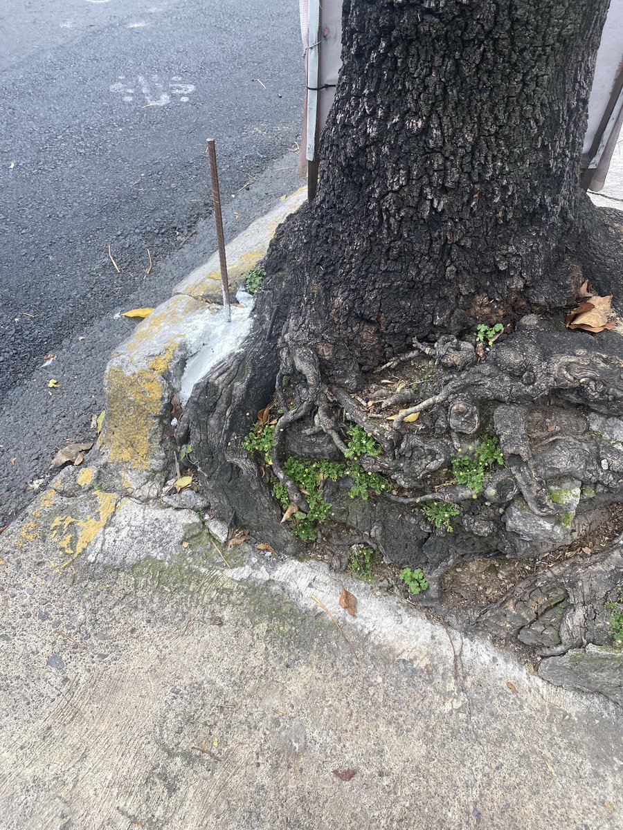 dandannava's tweet photo. Qué pasó publicidad en árboles y aparte ya pusieron una varilla con cemento muy mal esto en @LasAguilasCDMX @PAOTmx  @AlcaldiaAO @marianarmyt  si se seca este árbol ya sabemos por qué. https://t.co/eRRogNArBi