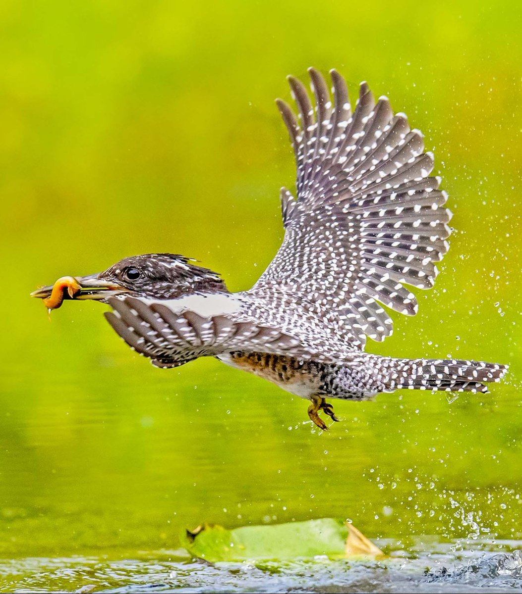 BirdsChina's tweet photo. Guess the name of the bird🐦

#birds #nature #photos
#LovelyBirdsInChina https://t.co/bdCz9oiYQj