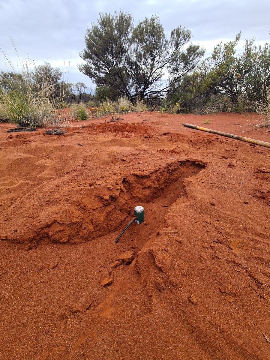 Leighton Wilksch tweet media