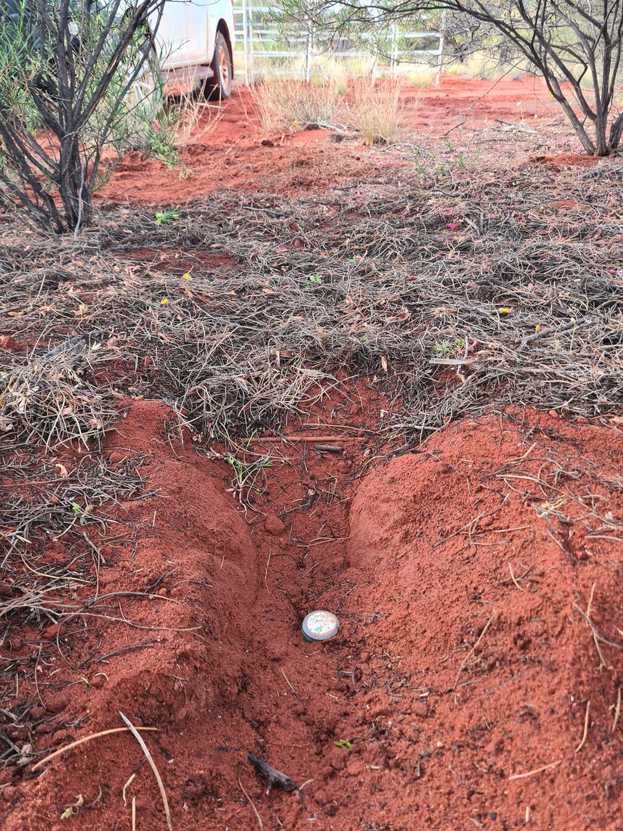 Leighton Wilksch tweet media