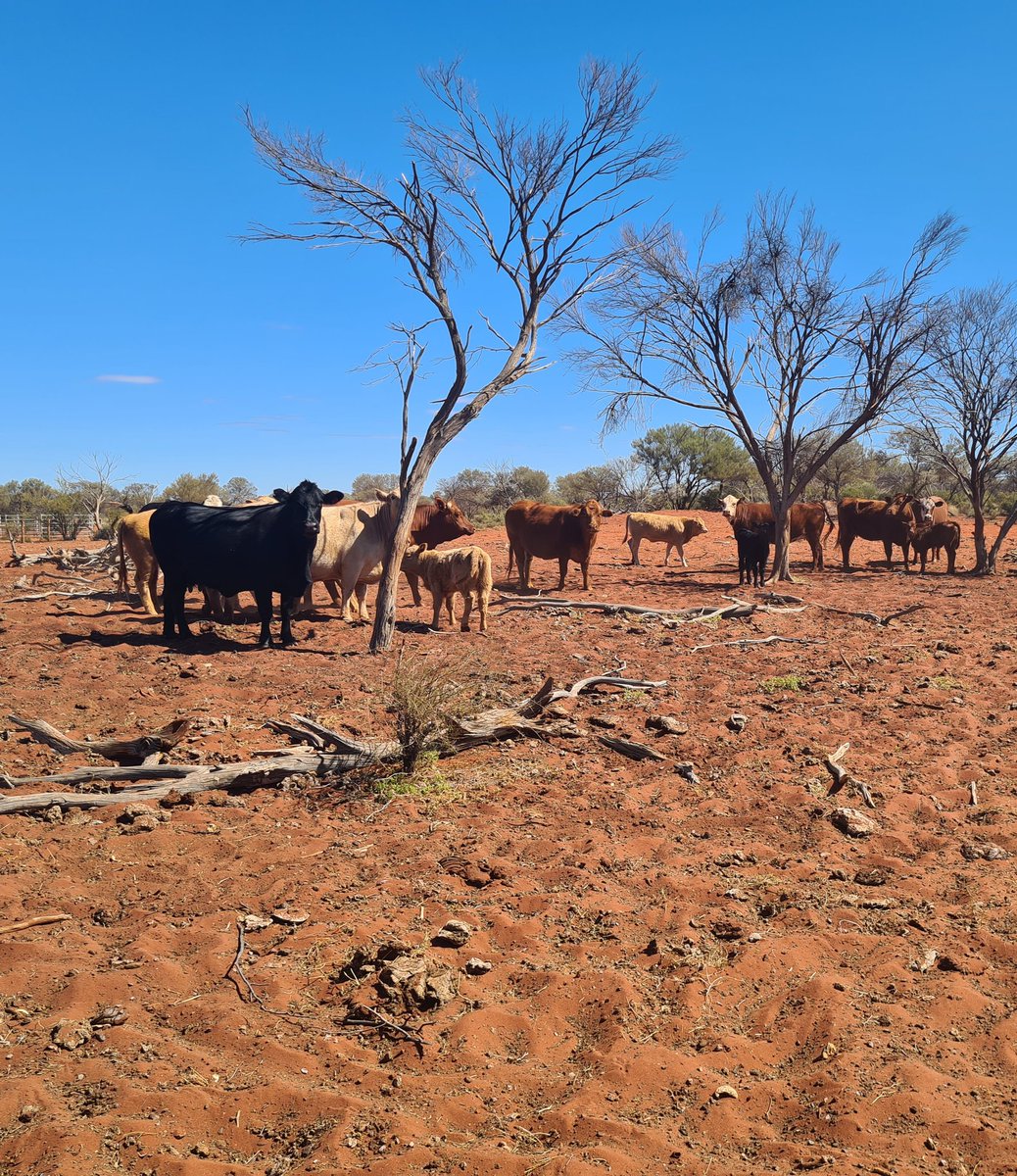 I get to go to some awesome places. Installed some soil moisture probes &amp; weather station at Wintinna station near Marla. Part of a carbon sequestration project, observing differences between bare ground &amp; mulga vegetation