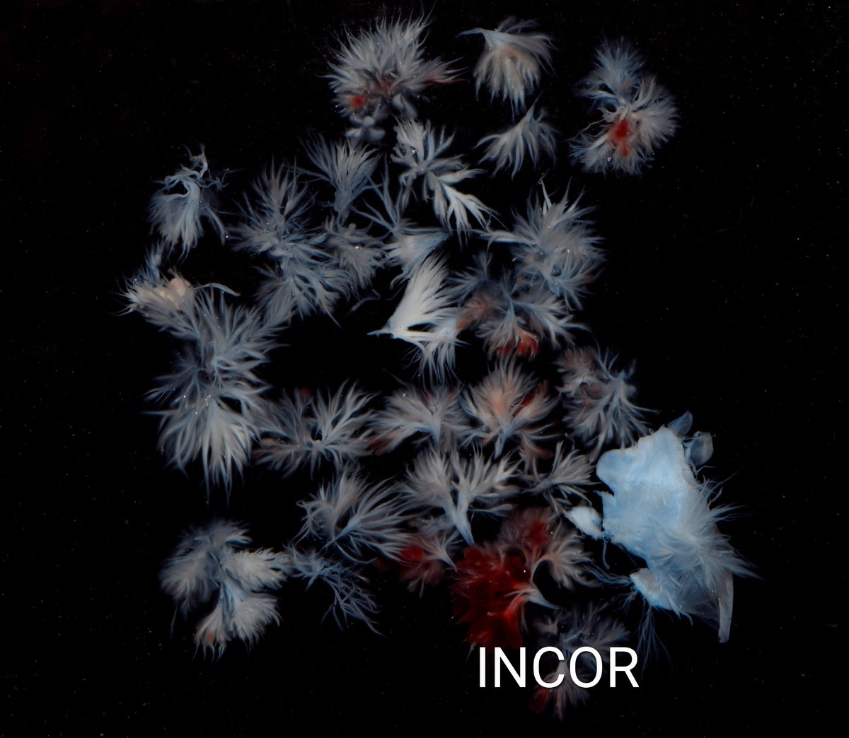 Cristian Aguilar tweet media