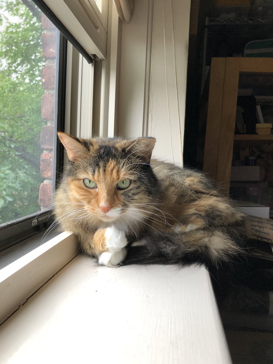 frances_price's tweet photo. @NatsRallyCat @catloverman1 @NASCARSammy @cwojoannexx @timzmom @nessellis @dsmom58 @AutismNotEvery1 @ThreezkyMusic Sophie says #HaiTim & frens πΎ Sheβs enjoying our cooler weather & rain in Boston π§ https://t.co/TaQNwLsukB