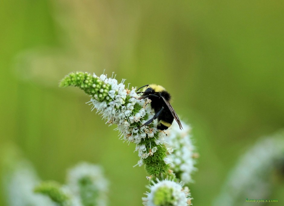 SMCParks's tweet photo. Yellow faced bumble bees use a method called buzz pollination where the bee latches on to the anthers of the flower vibrates its wings in such a way to allow the release of pollen.
π· yellow faced bumblee by rehjwa via iNaturalist
#parksforpollinators #californiabiodiversity https://t.co/jjnGGkkS4q