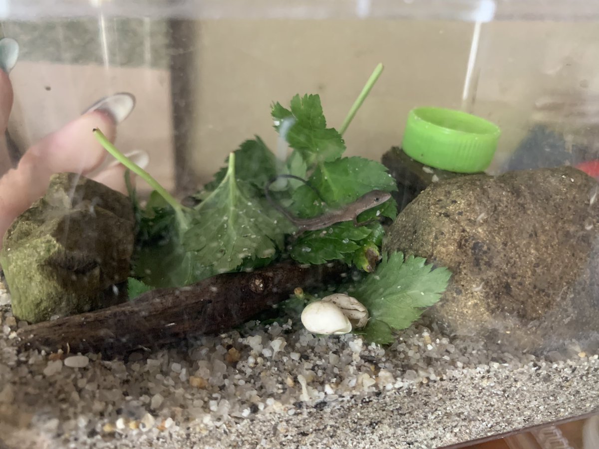____minasuke's tweet photo. 完全飼育の我が家のペット高橋さん🦎可愛すぎる🥹❤️‍🔥卵から赤ちゃんも生まれたよ😚カナヘビだけは触れる🥺 https://t.co/4YGXMMIPT5