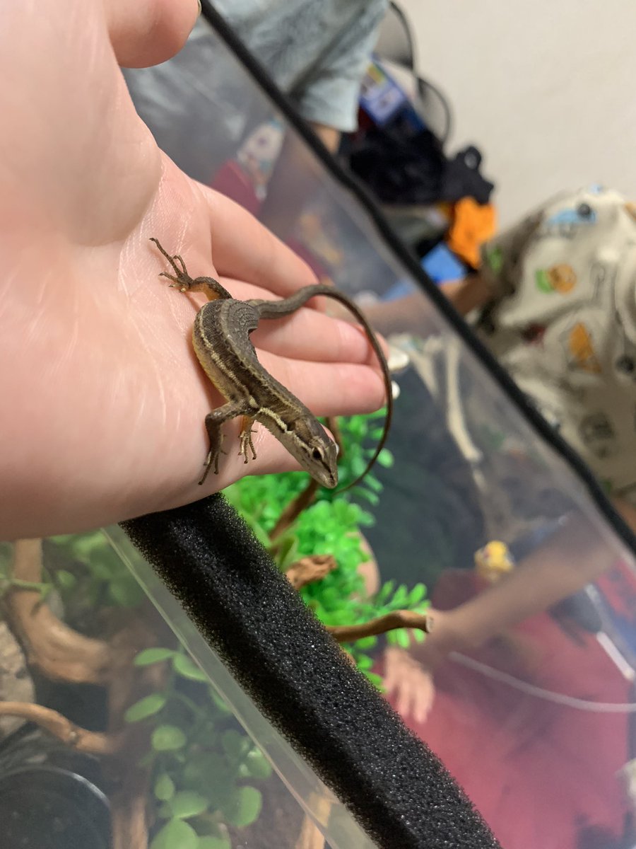 ____minasuke's tweet photo. 完全飼育の我が家のペット高橋さん🦎可愛すぎる🥹❤️‍🔥卵から赤ちゃんも生まれたよ😚カナヘビだけは触れる🥺 https://t.co/4YGXMMIPT5