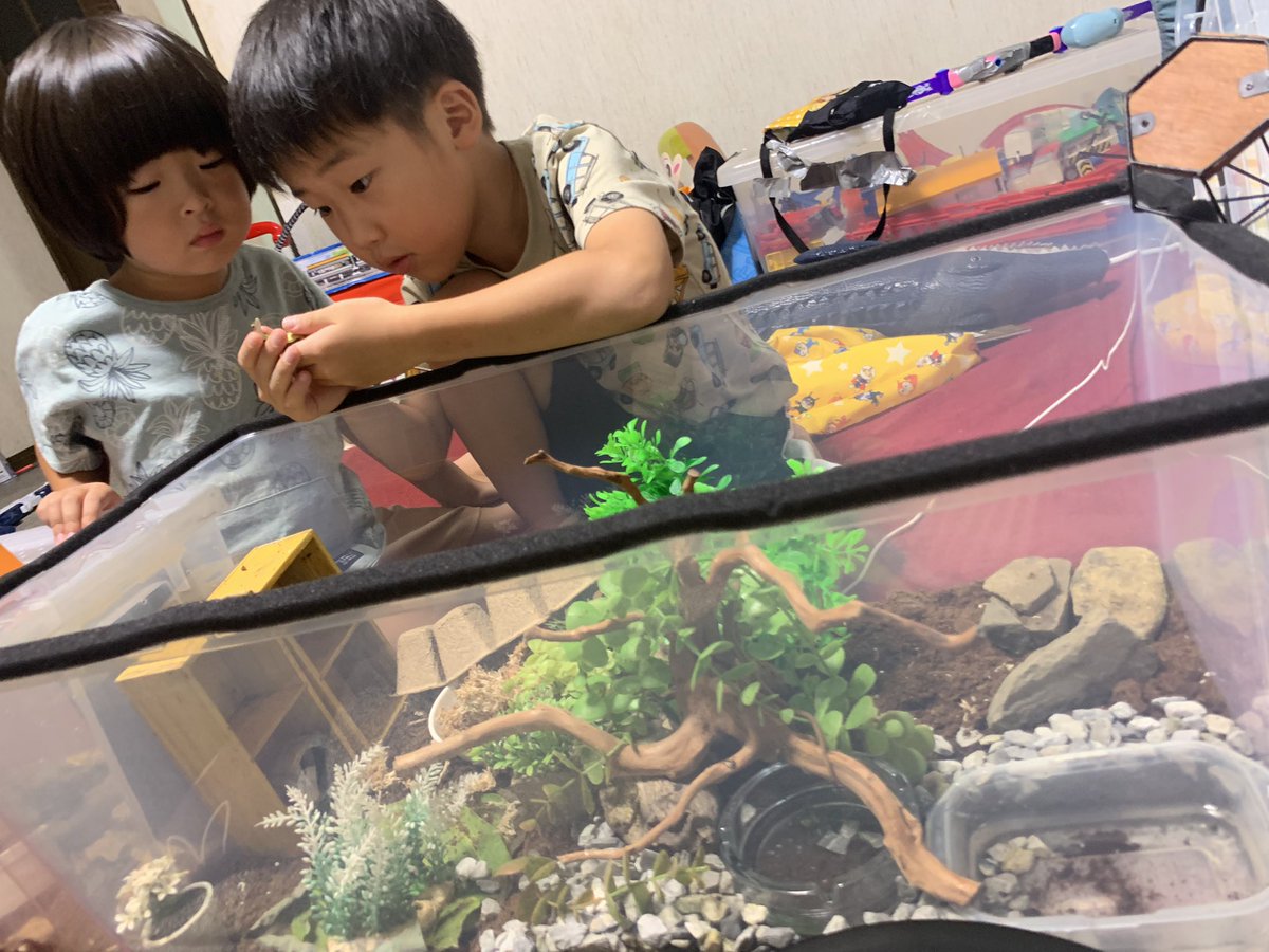____minasuke's tweet photo. 完全飼育の我が家のペット高橋さん🦎可愛すぎる🥹❤️‍🔥卵から赤ちゃんも生まれたよ😚カナヘビだけは触れる🥺 https://t.co/4YGXMMIPT5