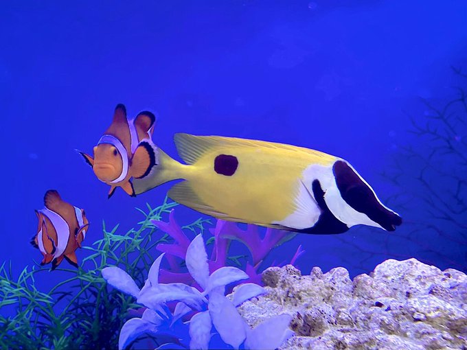 水槽で最弱 飼育 混泳に気を付けてあげたいアクアリウム生物ランキング トロピカ