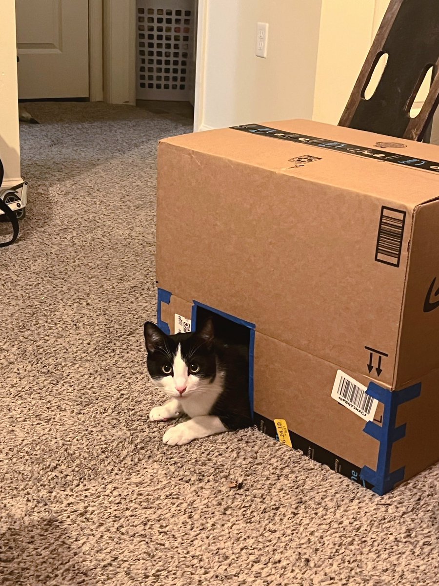 broodingwhale's tweet photo. Cat pic dump https://t.co/l209xhKBGY